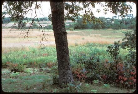 View of Greene Prairie, University of Wisconsin Arboretum