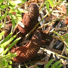 Zamia pumula - male cones - St. Augustine, Florida