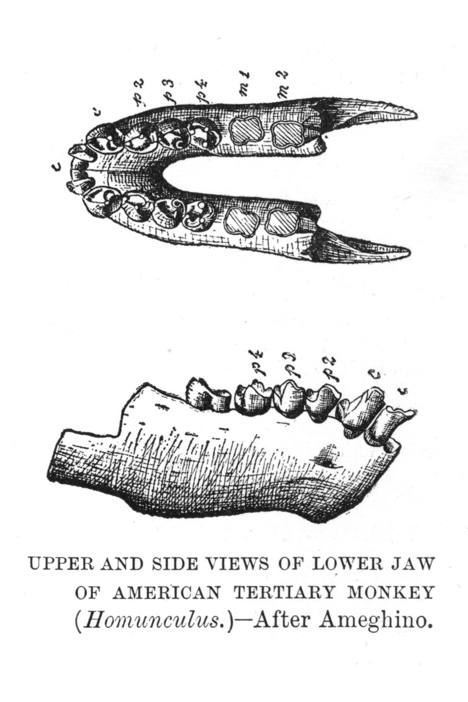 Upper and Side Views of Lower Jaw of American Tertiary Monkey (Homunculus)--After Ameghino