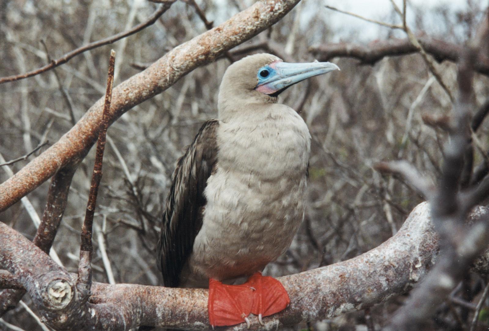 Red Footed Booby (Sula sula) in an Incense Tree (Bursera graveolens)