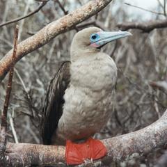Red Footed Booby (Sula sula) in an Incense Tree (Bursera graveolens)