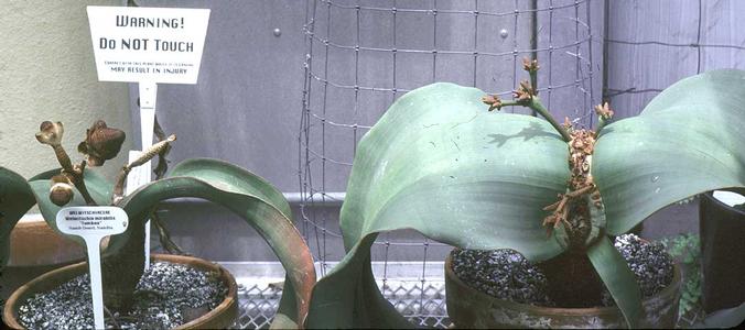Male and female plants of Welwitschia mirabilis