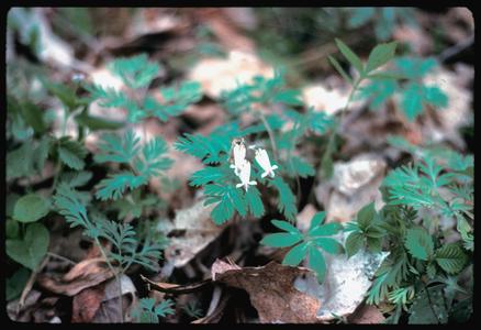 Dicentra canadensis in bloom