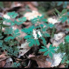 Dicentra canadensis in bloom