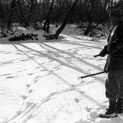 Carrying saw in the "Shack Slough," ca. 1936, snow scene with tracks