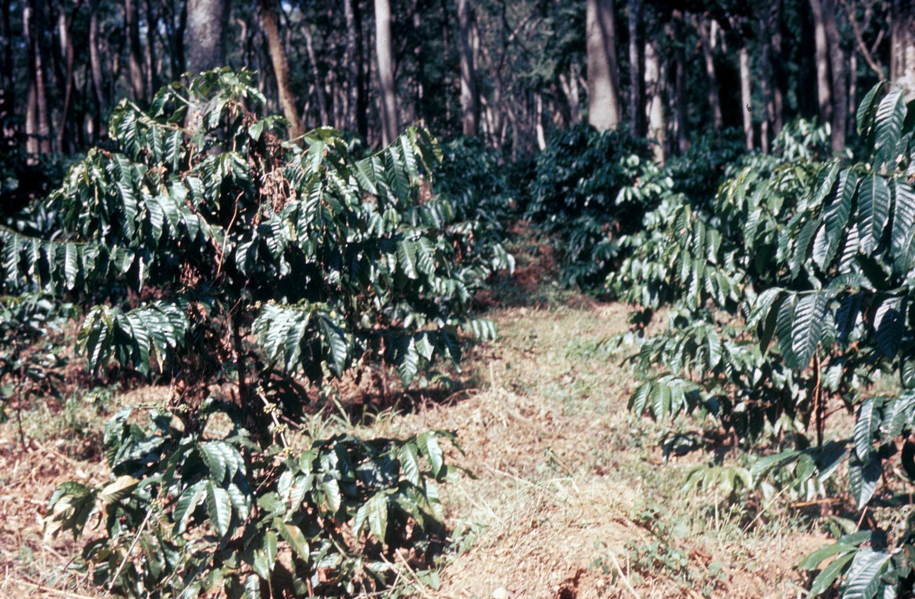 Coffee bush