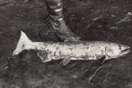 A dying salmon after spawning