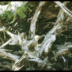 Roots of an overturned white cedar