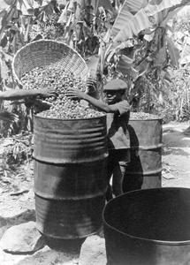 Pouring in the Palm Nuts to Cook for Making Oil