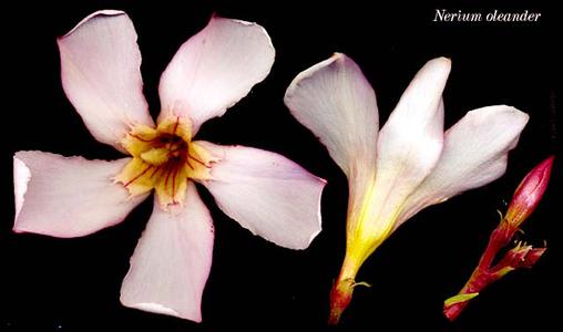 Flowers of Nerium oleander