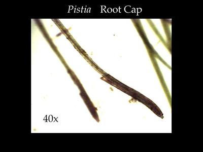 Root cap of the floating aquatic plant water lettuce