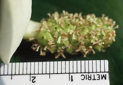 Spadix of Calla palustris