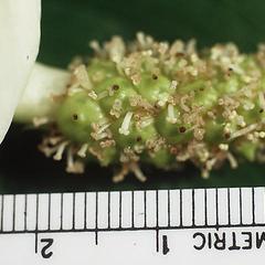 Spadix of Calla palustris