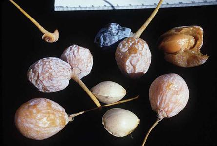 Mature ovules of Ginkgo