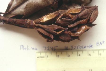 Magnolia yoroconte, a specimen collected by Molina