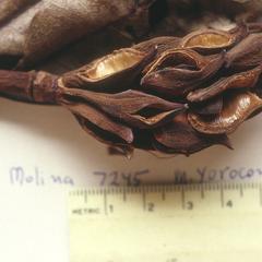 Magnolia yoroconte, a specimen collected by Molina