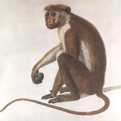 Seated Bonnet Macaque Print