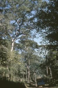 Tropical semi-deciduous tall forest near Tomatlan