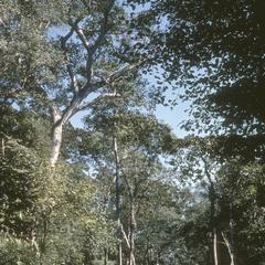 Tropical semi-deciduous tall forest near Tomatlan