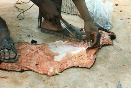 Preparing the Goat Skin for the Ngoni