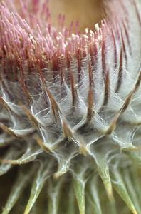 Detail of head of a thistle, top of Cofre de Perote