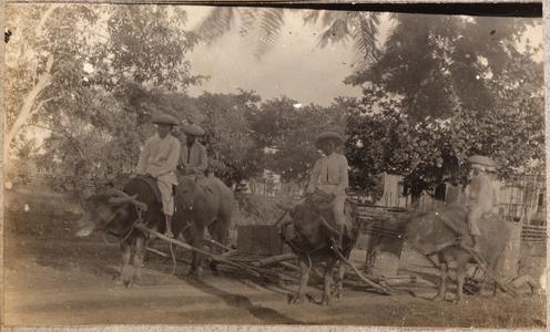 Men riding carabao