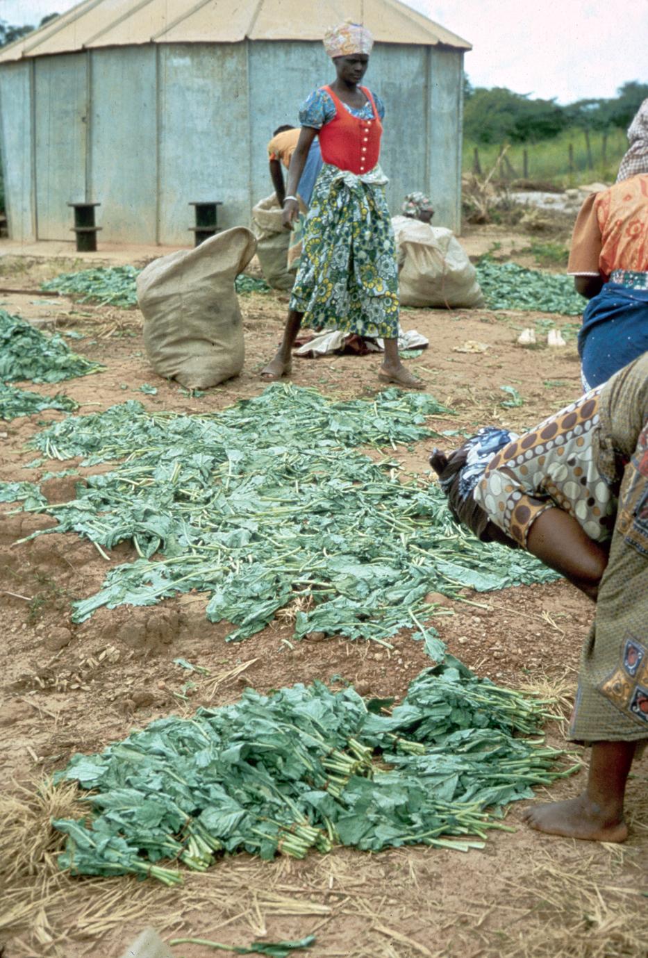 Market People Breaking Up a Sack of Rape, a Spinach-Like Leafy Vegetable