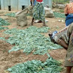Market People Breaking Up a Sack of Rape, a Spinach-Like Leafy Vegetable