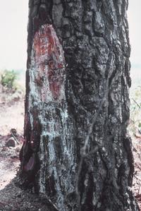 Pine scarred by pitch harvest, Jutiapa