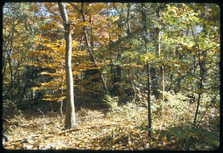 Beech and hemlock under white oak in Wingra Woods, University of Wisconsin–Madison Arboretum