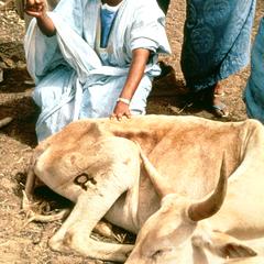 Veteranarian Attends Sick Cow