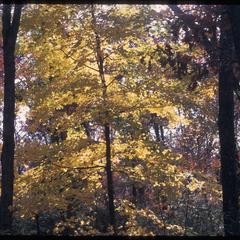 Sugar maple under oaks showing fall color, Madison School Forest