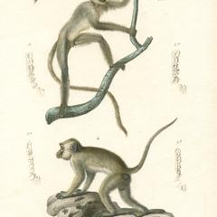 Langur & Macaque Print