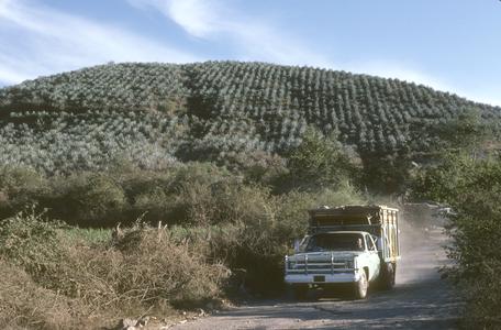 Lumber truck from Sierra de Manantlán