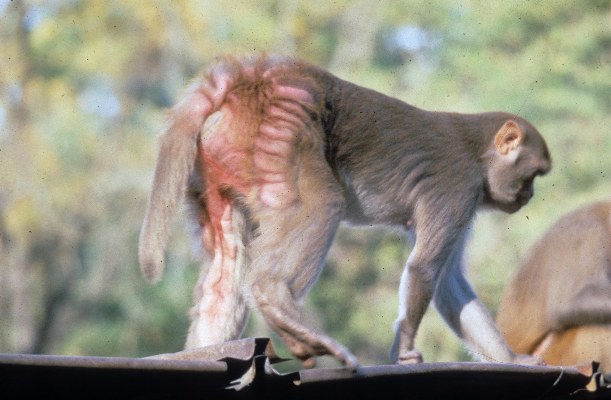 Macaca mulatta - UWDC - UW-Madison Libraries