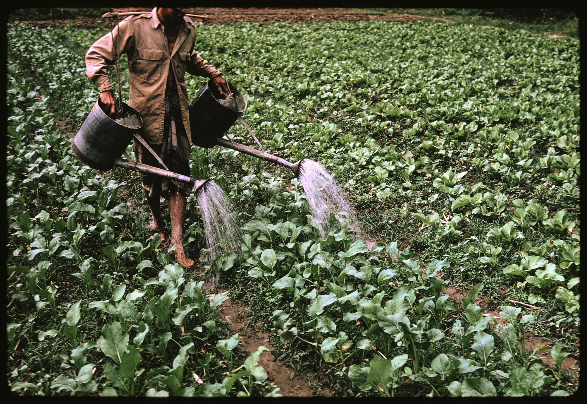 Tha Deua bend : watering crop