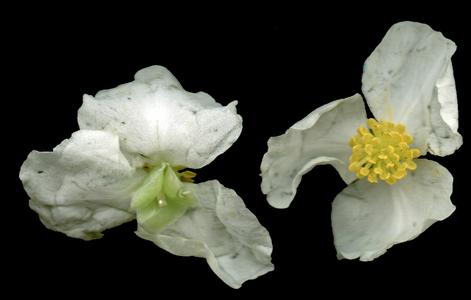 Male flowers of Sagittaria