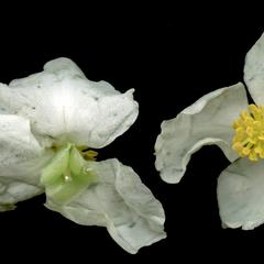 Male flowers of Sagittaria