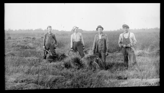 Crew cutting hay