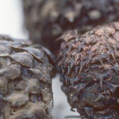 Close-up of Abies religiosa cones