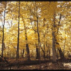 Fall view of Wingra Woods, University of Wisconsin–Madison Arboretum
