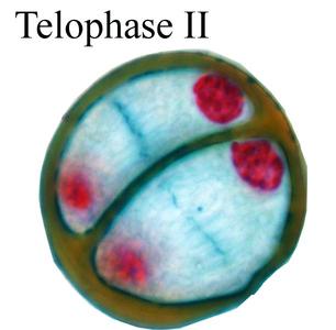 Telophase II - Lilium microsporogenesis