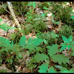 Northern forest red oak seedling