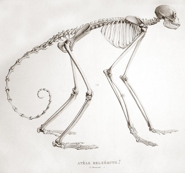 Skeleton of Female Gorilla - UWDC - UW-Madison Libraries