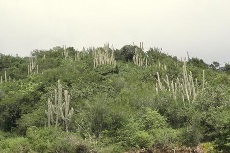 Dry, summergreen woodland near Marsillal