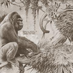 Gorilla and Dwarf Lemur Print