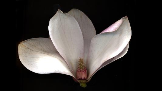 Magnolia X Soulangiana - dissected flower  viewed in profile