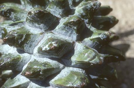 Close-up of pine cone,  Cerro de los Pinos