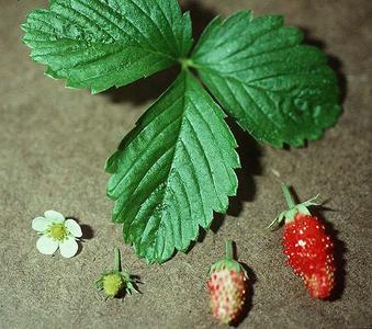 Leaf, flower and fruit of strawberry