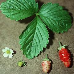 Leaf, flower and fruit of strawberry